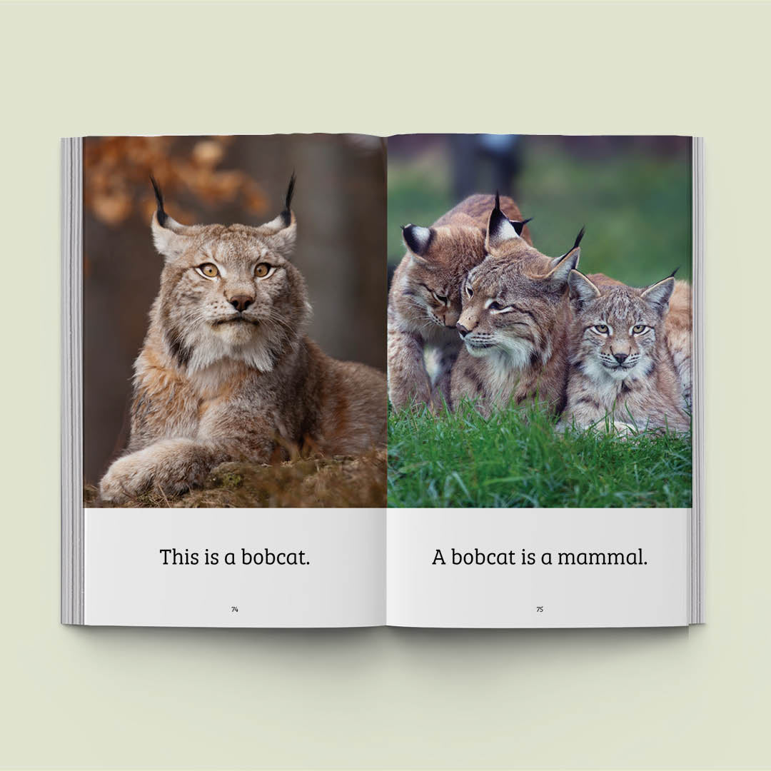 Hi-Lo: Ten Animals 2